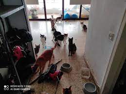 La Policía Local de El Campello rescata a 15 felinos desnutridos