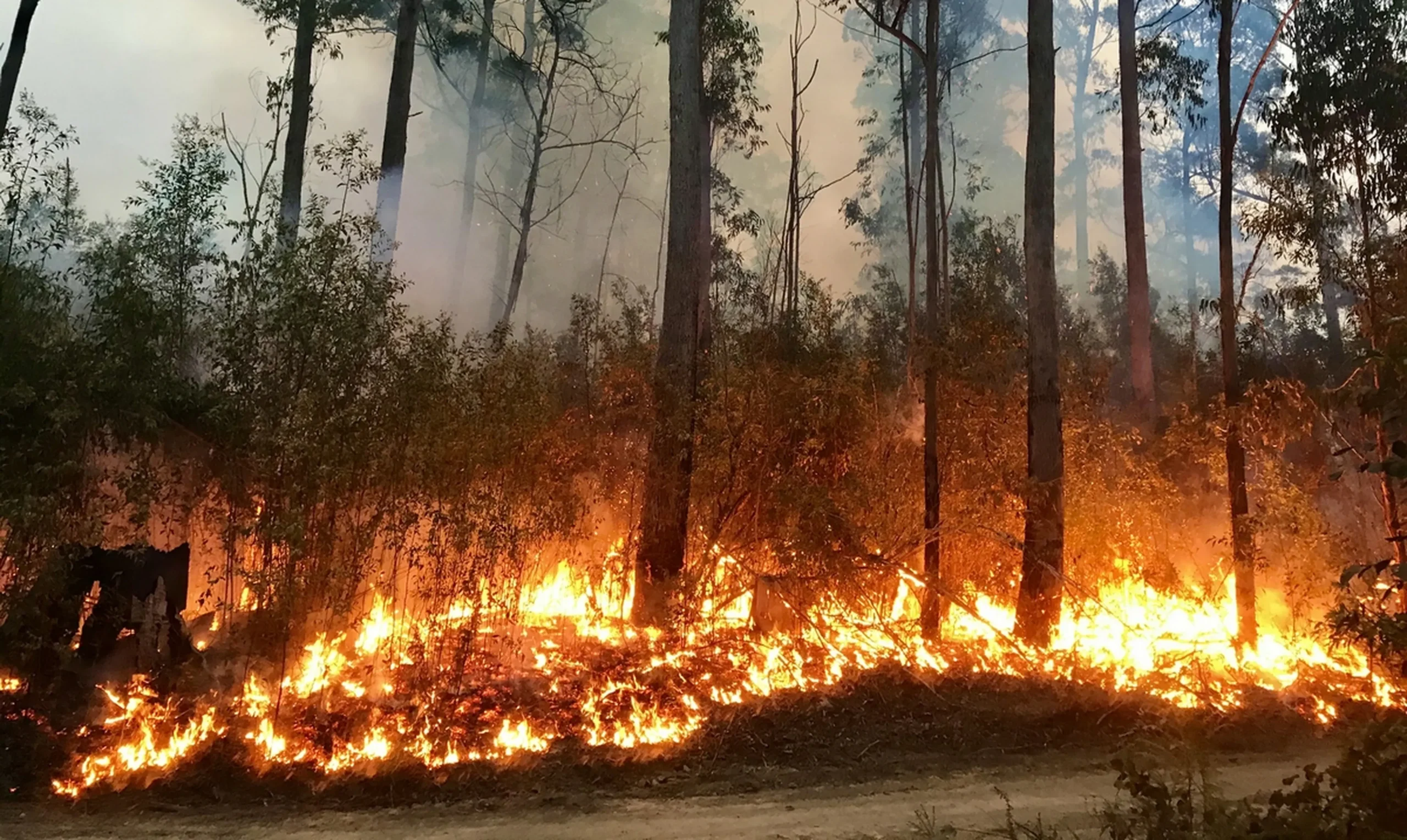 Aprobado el Plan local de prevención de incendios forestales