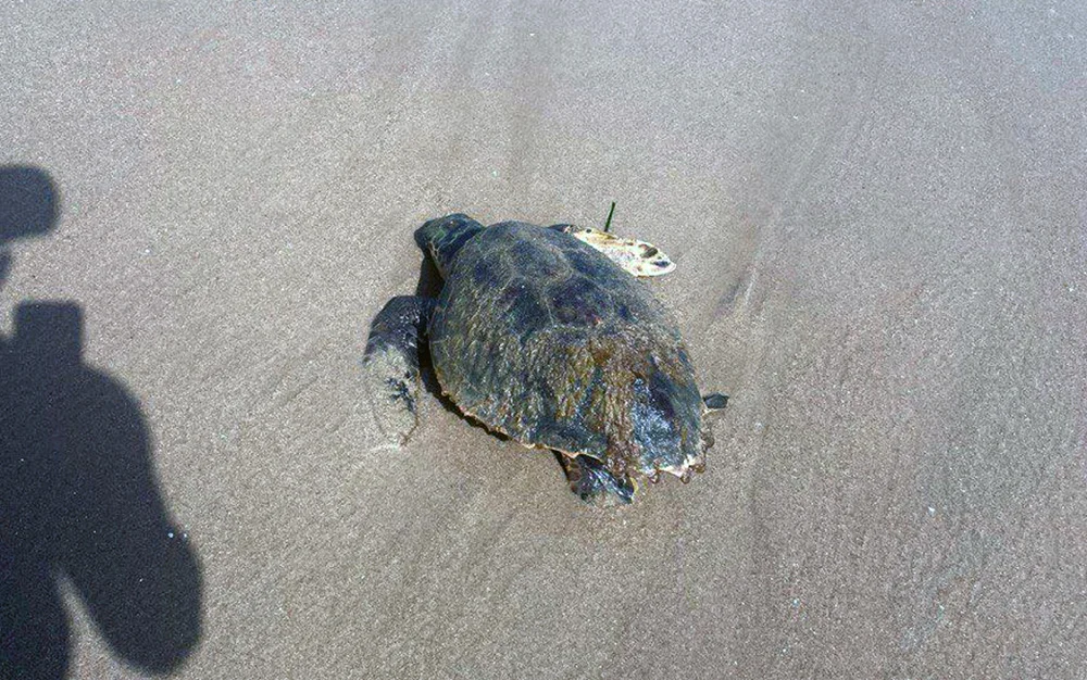 Un ejemplar de tortuga se refugia en la arena de la playa de Muchavista